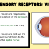 Sensory Receptors - Image 3